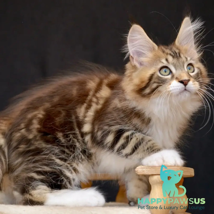 Zeus Maine Coon male black with white tabby - live animals
