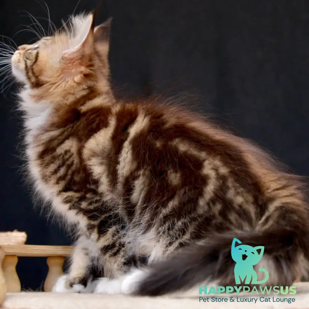 Zeus Maine Coon male black with white tabby - live animals