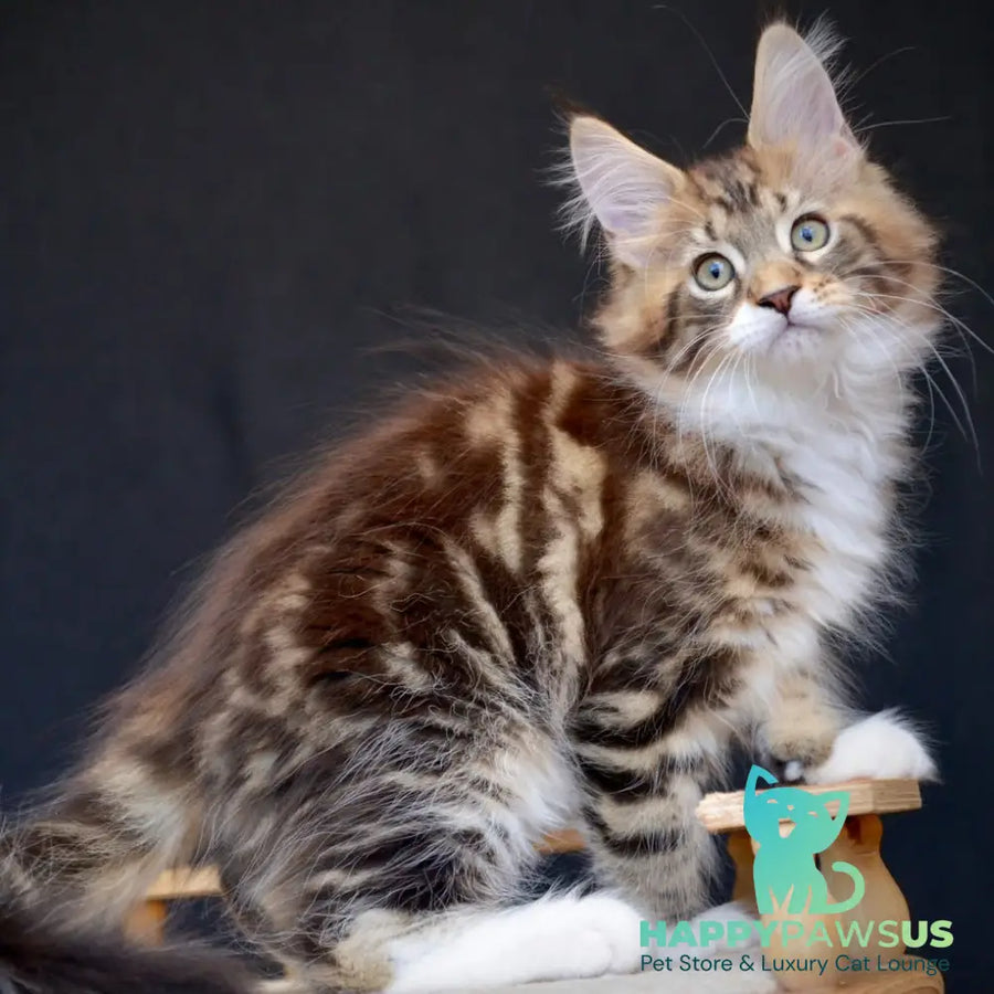 Zeus Maine Coon male black with white tabby - live animals