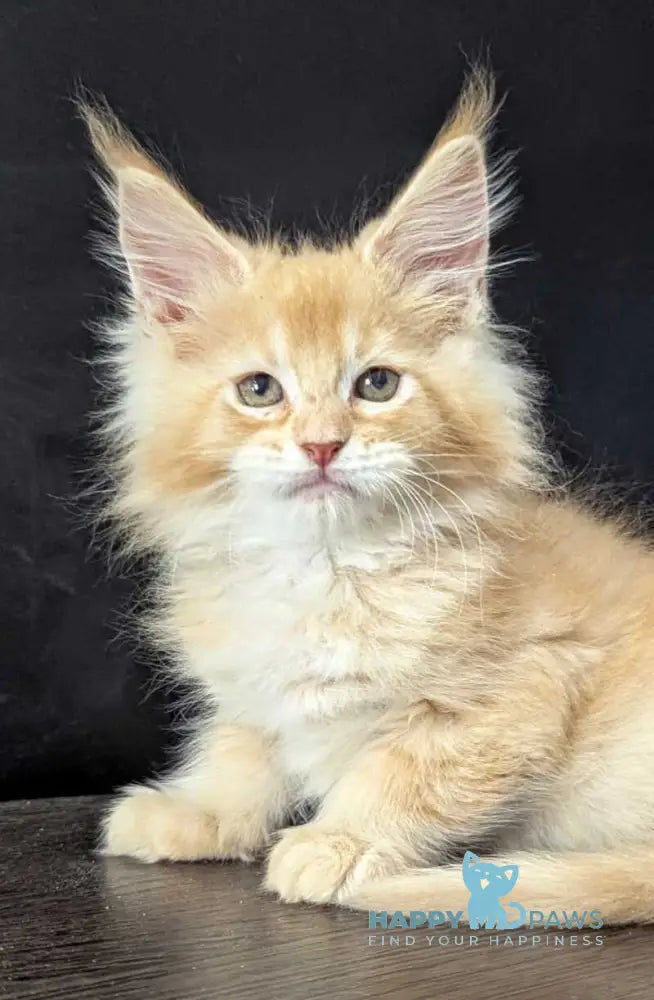 Zeus Maine Coon male red silver live animals