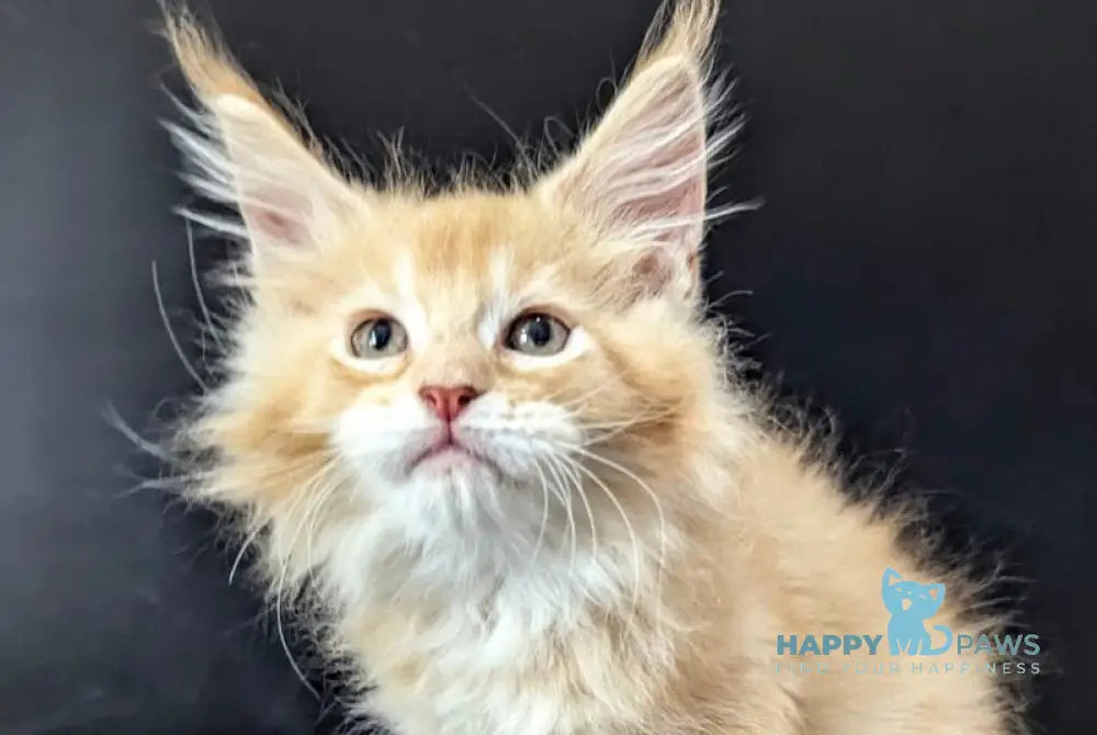 Zeus Maine Coon male red silver live animals