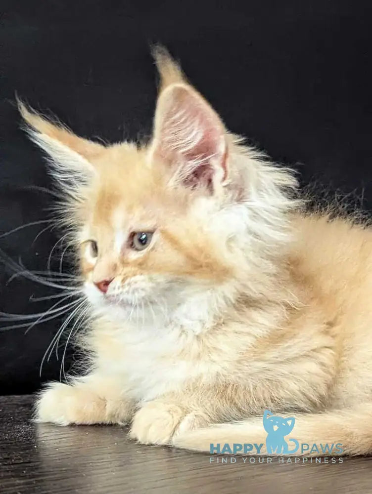 Zeus Maine Coon male red silver live animals