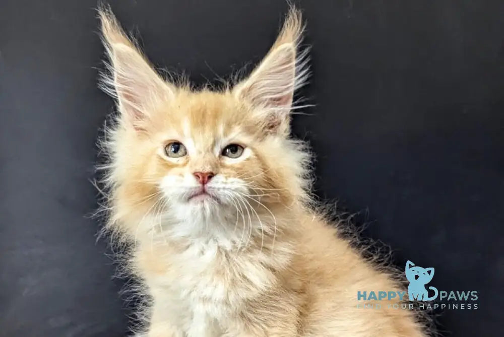 Zeus Maine Coon male red silver live animals