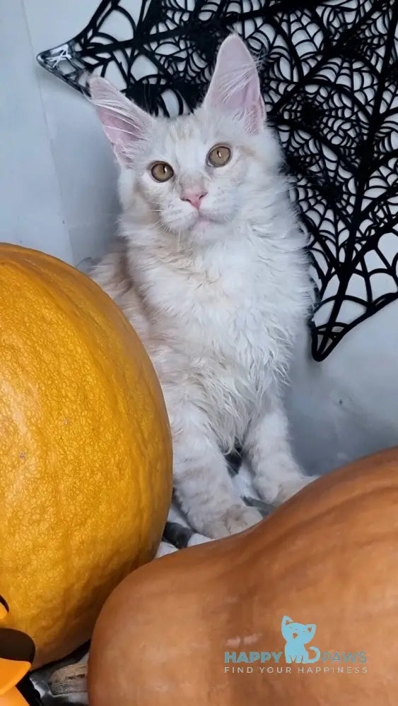 Zeus Maine Coon male red silver spotted tabby live animals