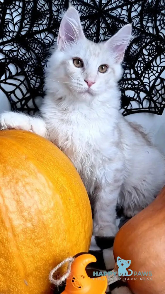 Zeus Maine Coon male red silver spotted tabby live animals