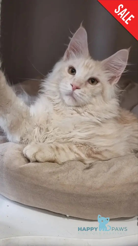 Zeus Maine Coon male red silver spotted tabby live animals