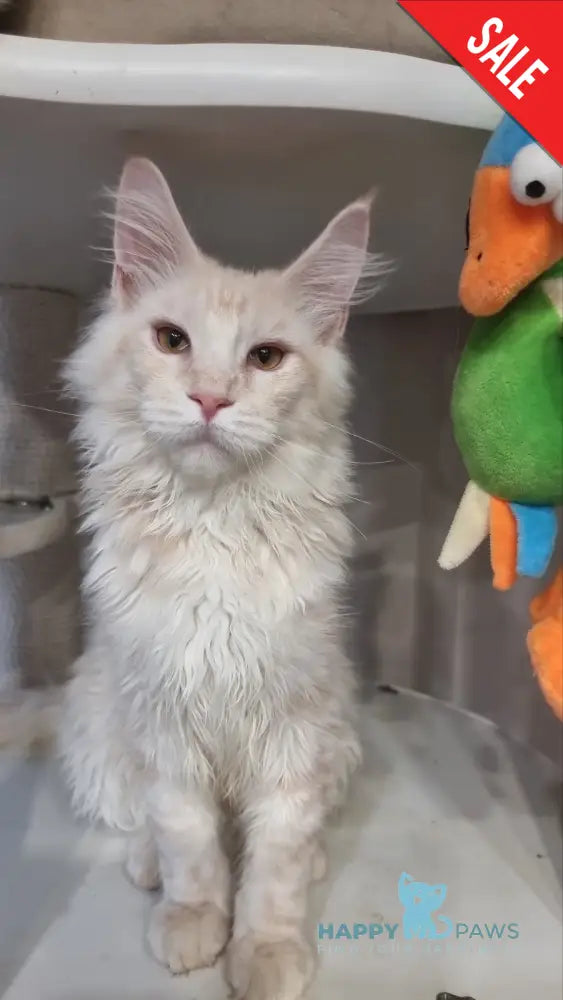 Zeus Maine Coon male red silver spotted tabby live animals