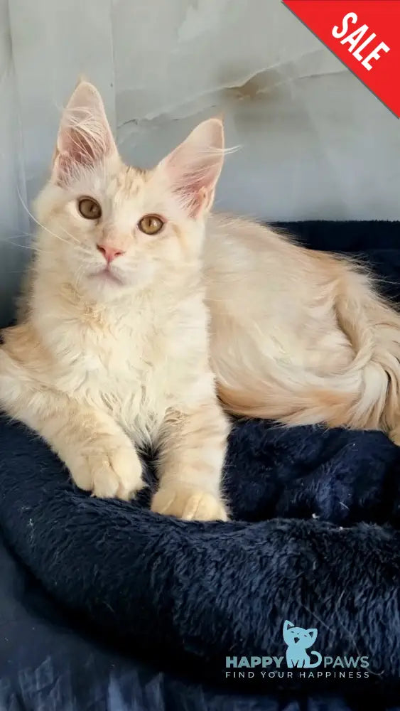 Zeus Maine Coon male red silver spotted tabby live animals