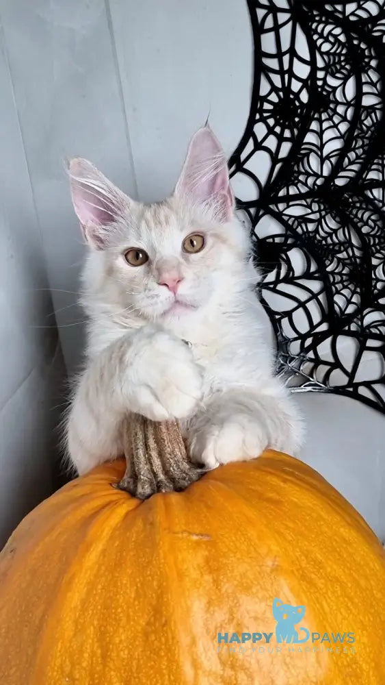 Zeus Maine Coon male red silver spotted tabby live animals