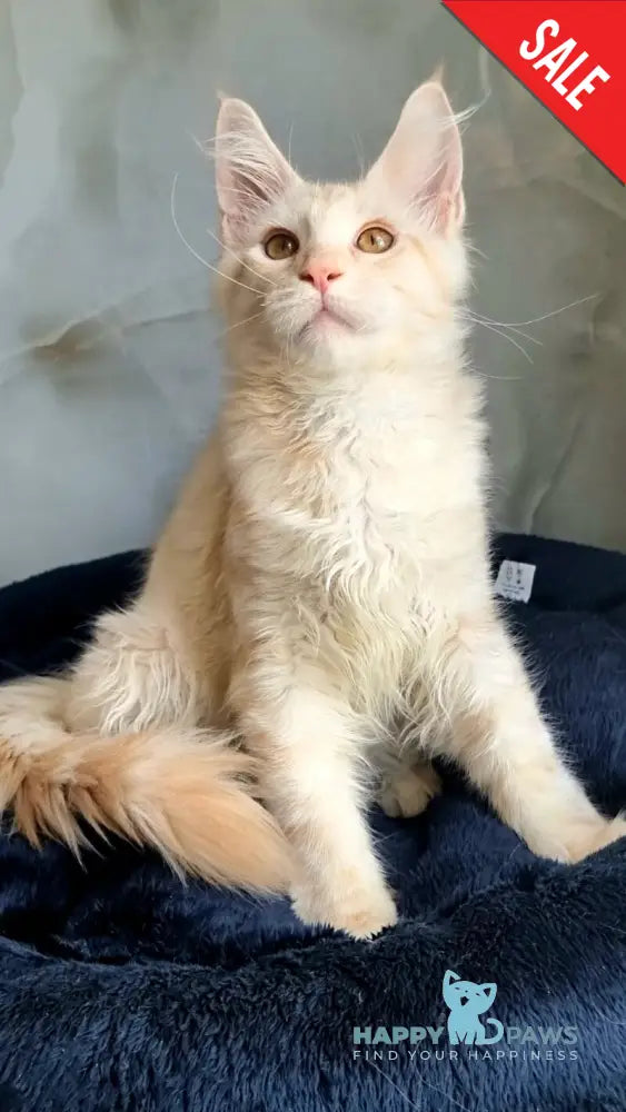 Zeus Maine Coon male red silver spotted tabby live animals