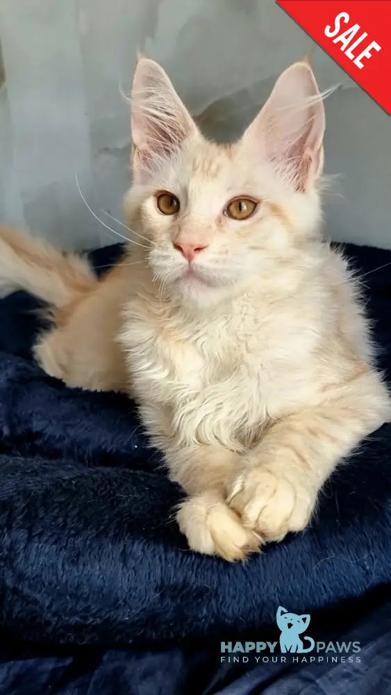 Zeus Maine Coon male red silver spotted tabby live animals