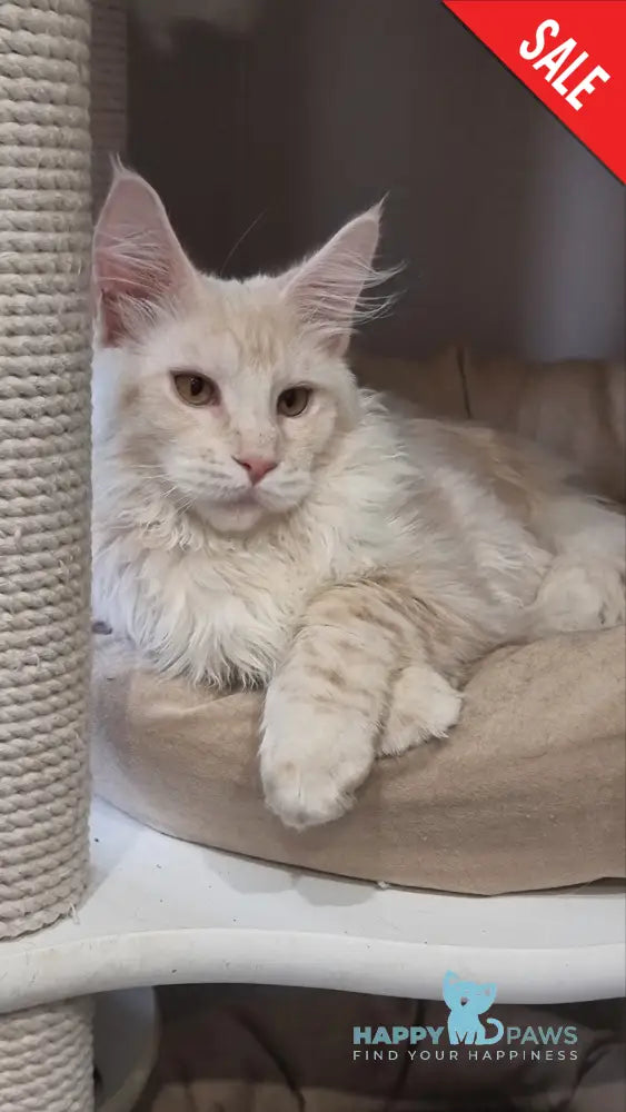 Zeus Maine Coon male red silver spotted tabby live animals