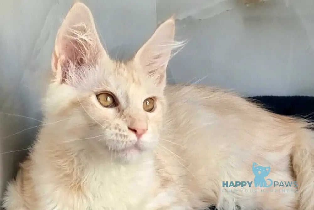 Zeus Maine Coon male red silver spotted tabby live animals