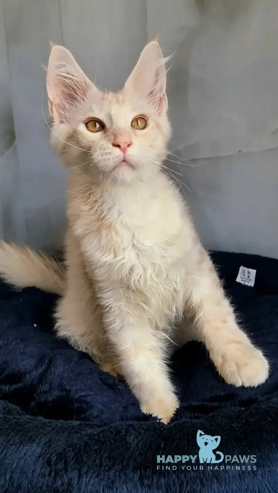 Zeus Maine Coon male red silver spotted tabby live animals