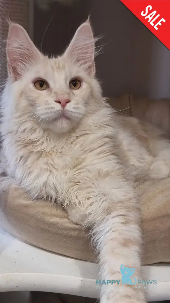 Zeus Maine Coon male red silver spotted tabby live animals