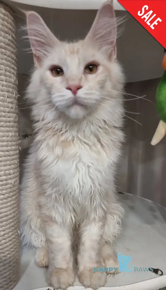 Zeus Maine Coon male red silver spotted tabby live animals