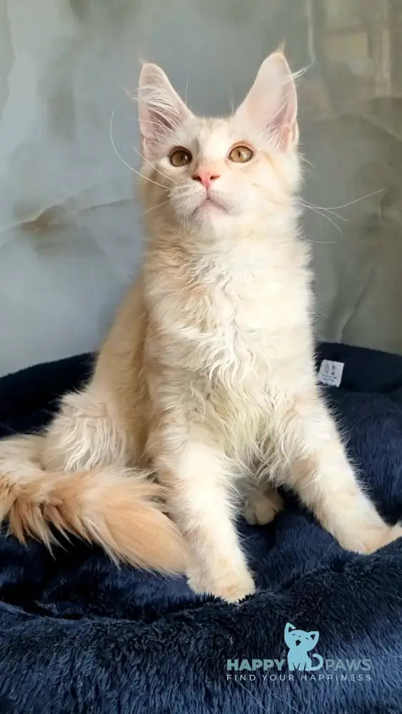 Zeus Maine Coon male red silver spotted tabby live animals