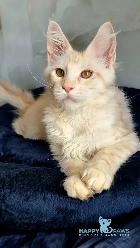 Zeus Maine Coon male red silver spotted tabby live animals