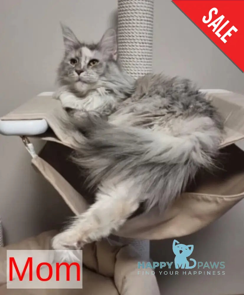 Zeus Maine Coon male red silver spotted tabby live animals