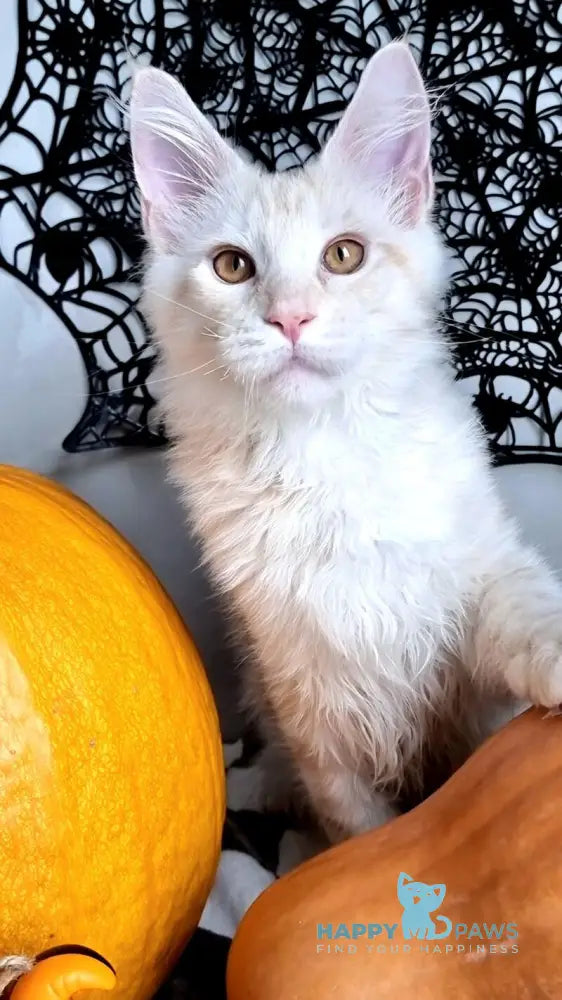 Zeus Maine Coon male red silver spotted tabby live animals