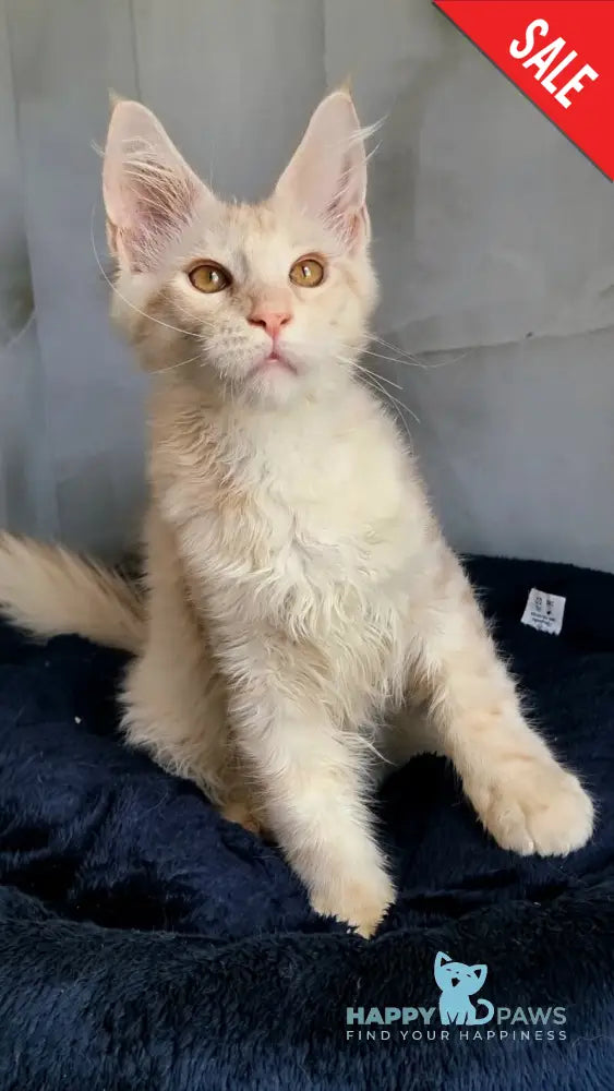 Zeus Maine Coon male red silver spotted tabby live animals