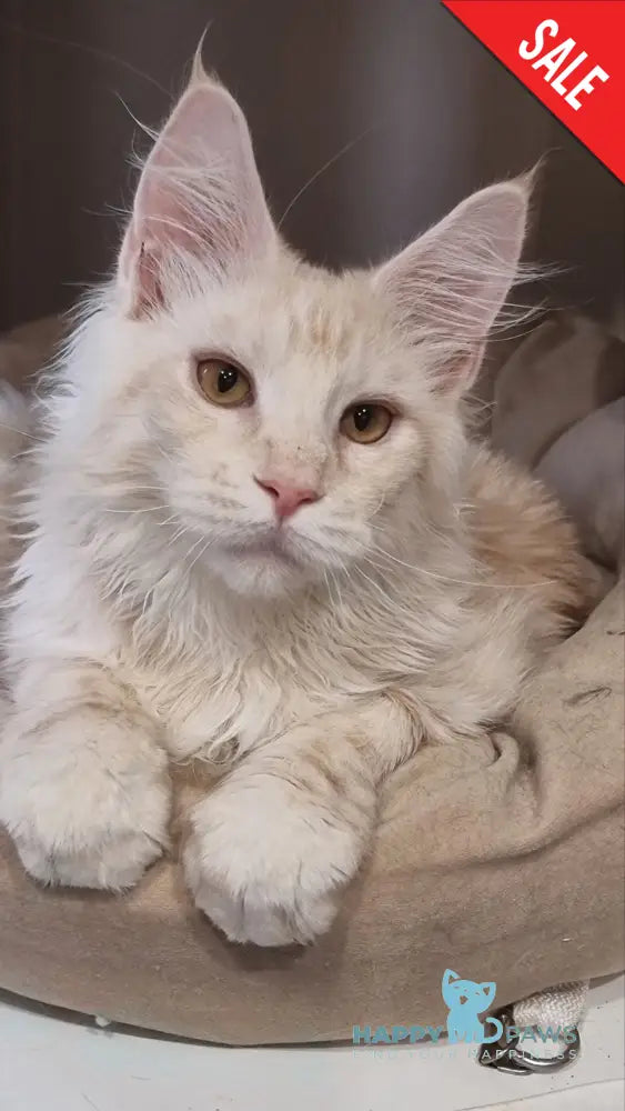 Zeus Maine Coon male red silver spotted tabby live animals