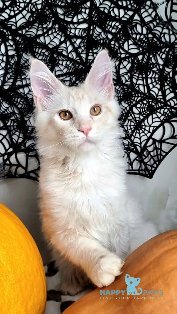 Zeus Maine Coon male red silver spotted tabby live animals