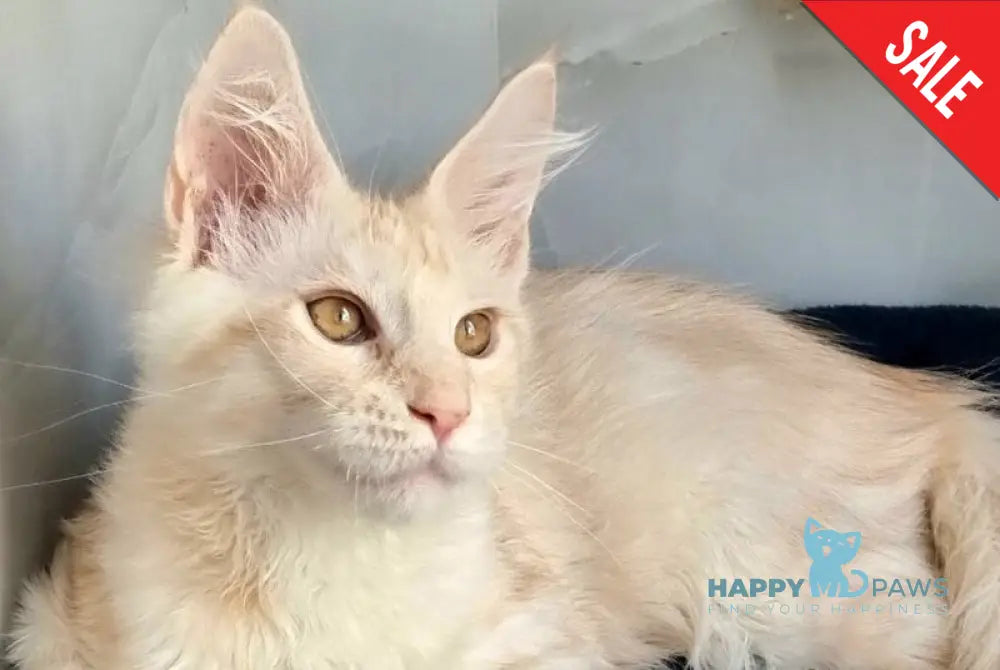 Zeus Maine Coon male red silver spotted tabby live animals