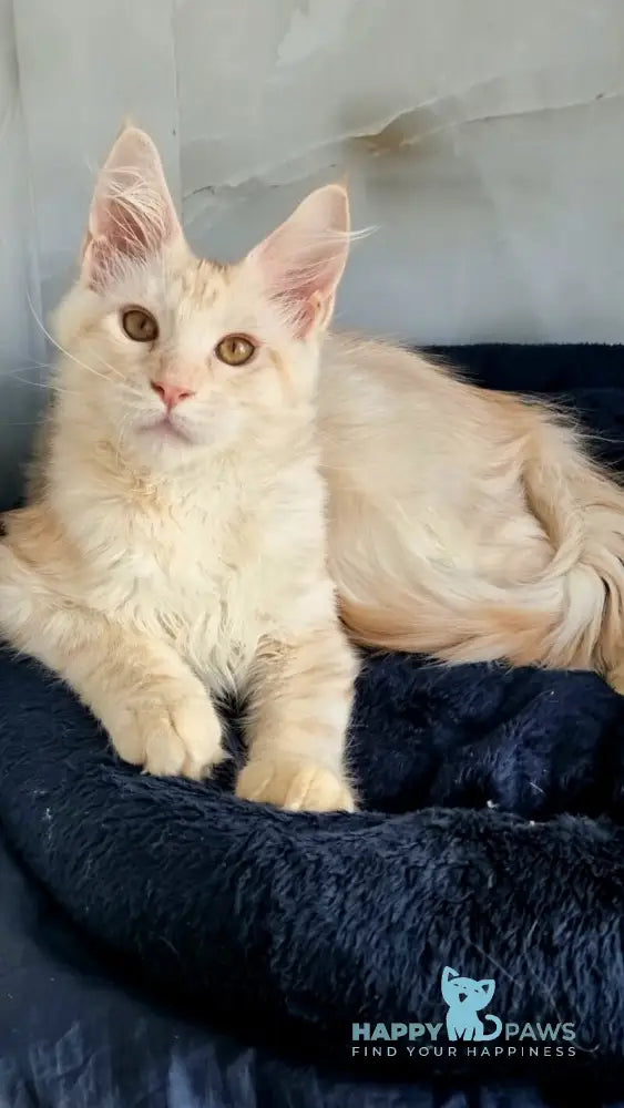 Zeus Maine Coon male red silver spotted tabby live animals