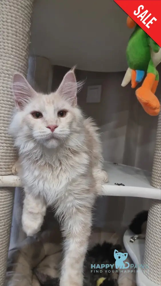 Zeus Maine Coon male red silver spotted tabby live animals