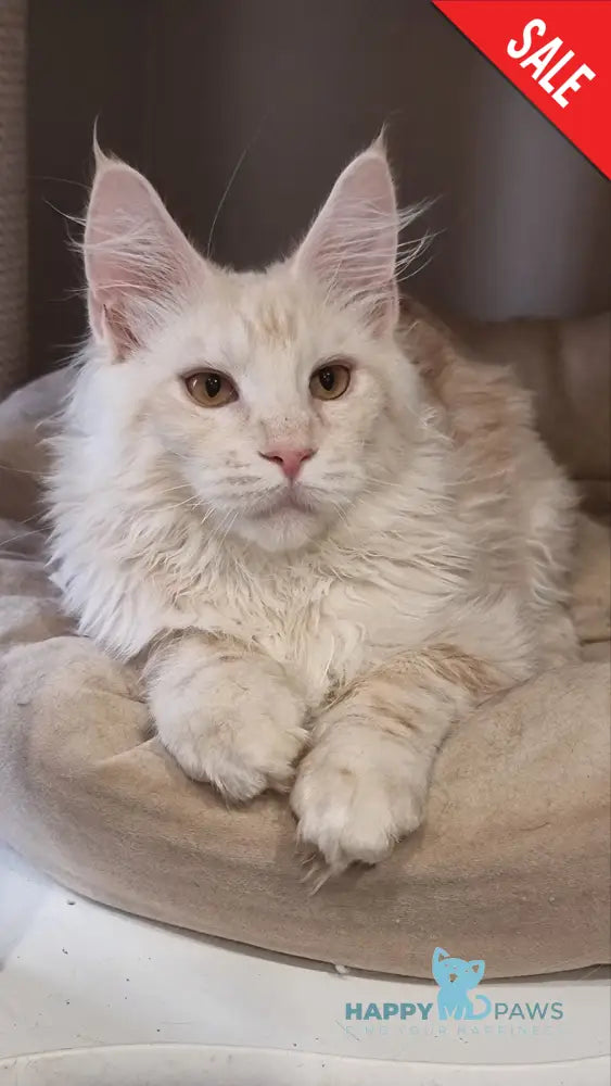 Zeus Maine Coon male red silver spotted tabby live animals