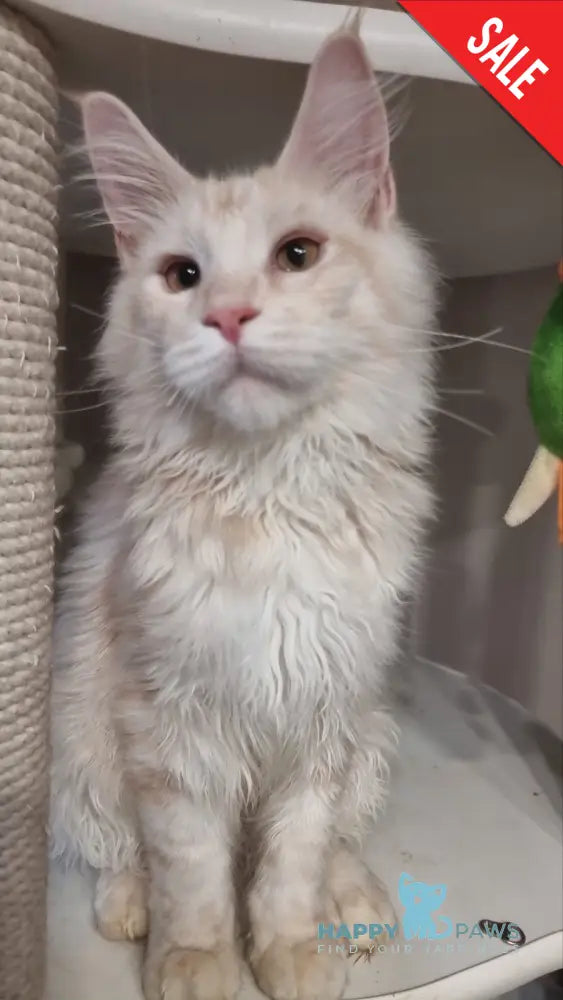 Zeus Maine Coon male red silver spotted tabby live animals