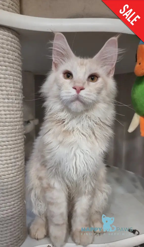 Zeus Maine Coon male red silver spotted tabby live animals