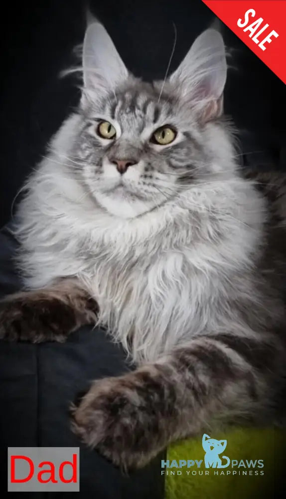 Zeus Maine Coon male red silver spotted tabby live animals