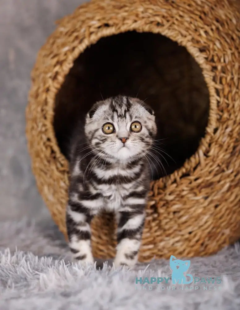 Zeus Scottish Fold male black silver tabby live animals