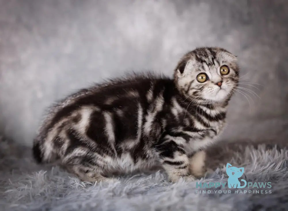 Zeus Scottish Fold male black silver tabby live animals