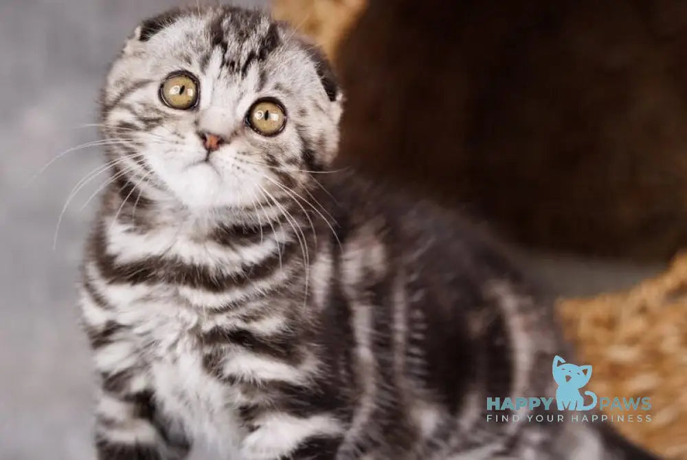 Zeus Scottish Fold male black silver tabby live animals