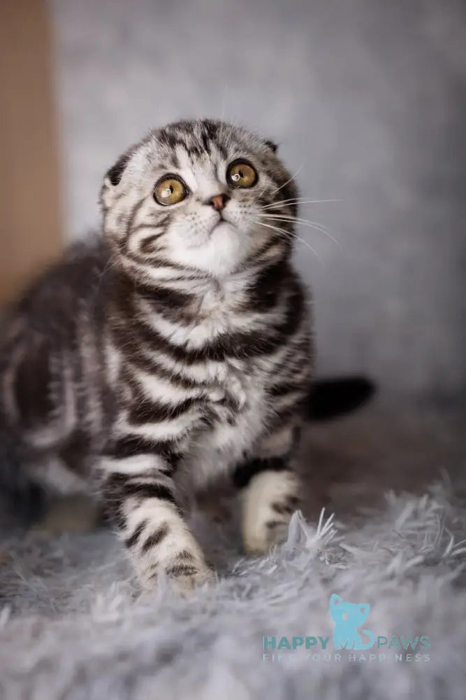 Zeus Scottish Fold male black silver tabby live animals