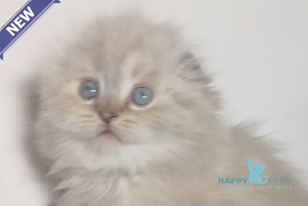 Zeus Scottish Fold male black tabby pointed live animals