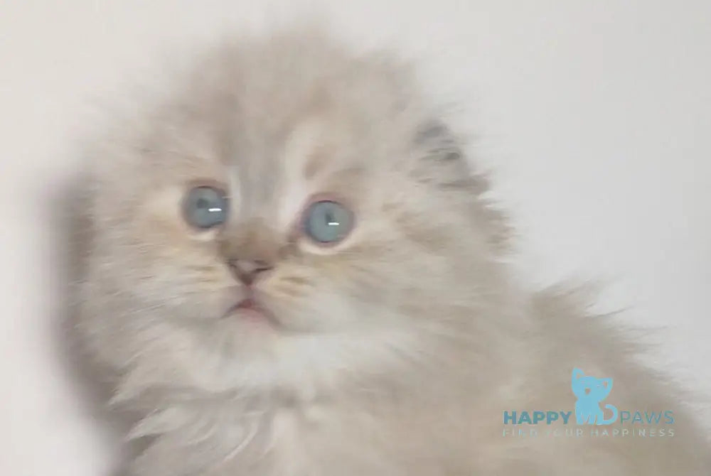Zeus Scottish Fold male black tabby pointed live animals