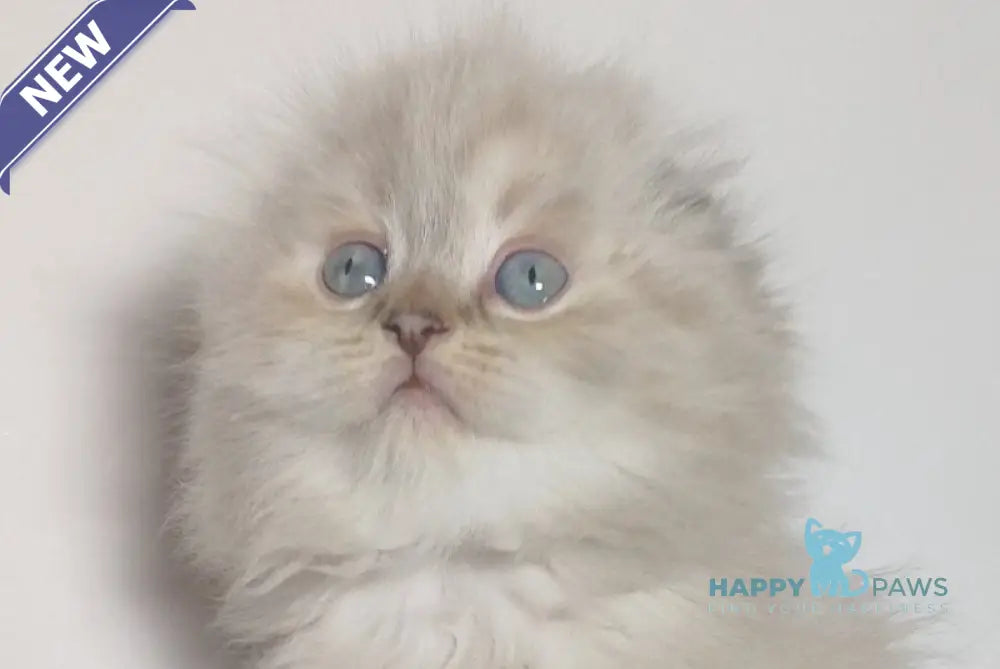 Zeus Scottish Fold male black tabby pointed live animals