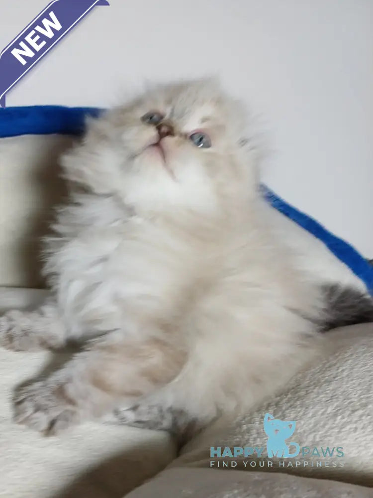 Zeus Scottish Fold male black tabby pointed live animals