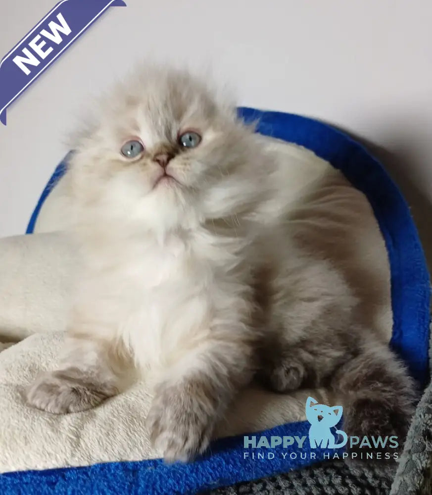 Zeus Scottish Fold male black tabby pointed live animals