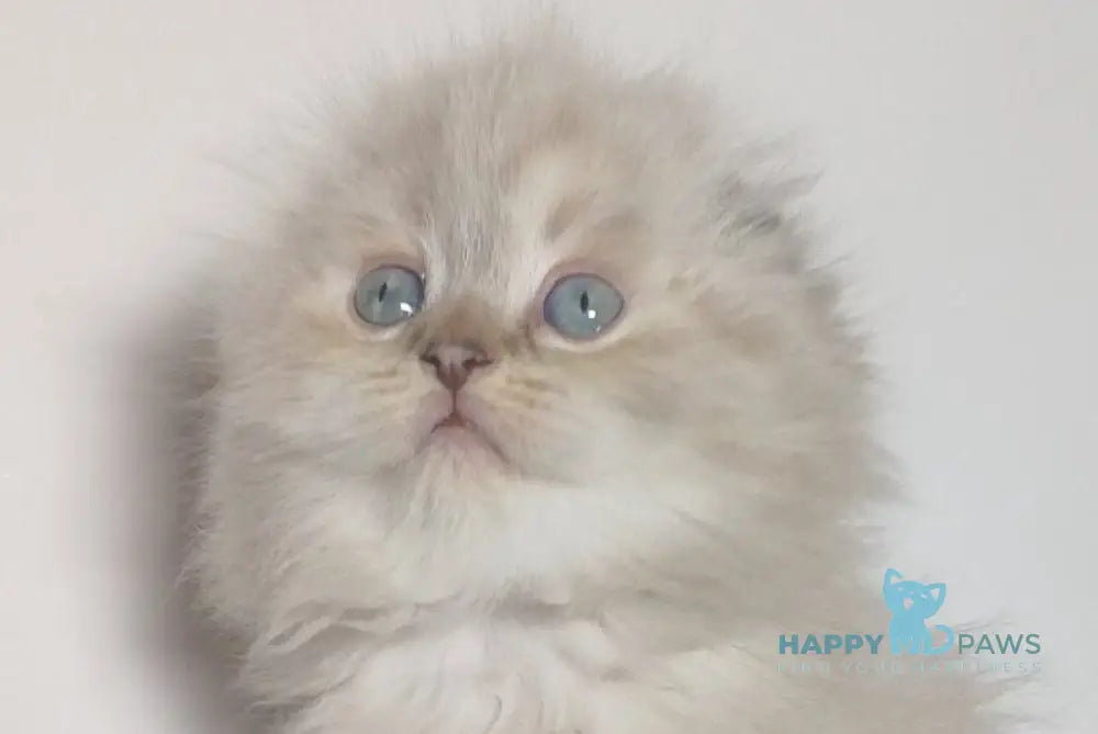 Zeus Scottish Fold male black tabby pointed live animals