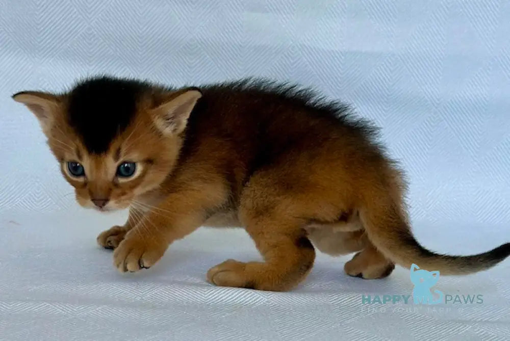 Zevs Abyssinian male ruddy live animals