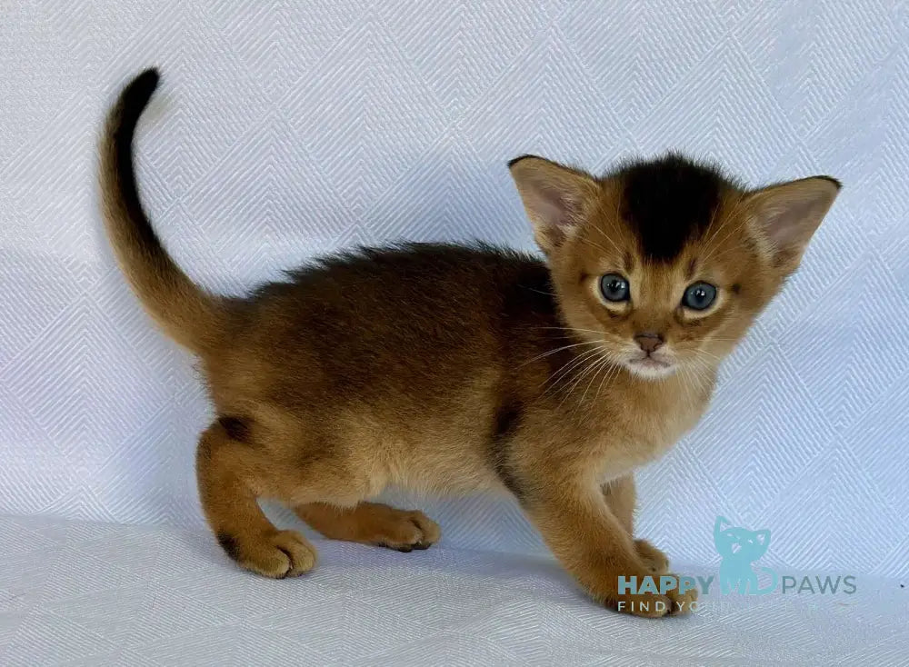 Zevs Abyssinian male ruddy live animals