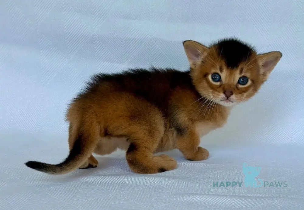Zevs Abyssinian male ruddy live animals