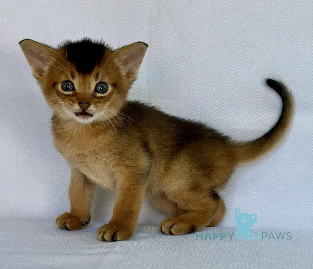Zevs Abyssinian male ruddy live animals