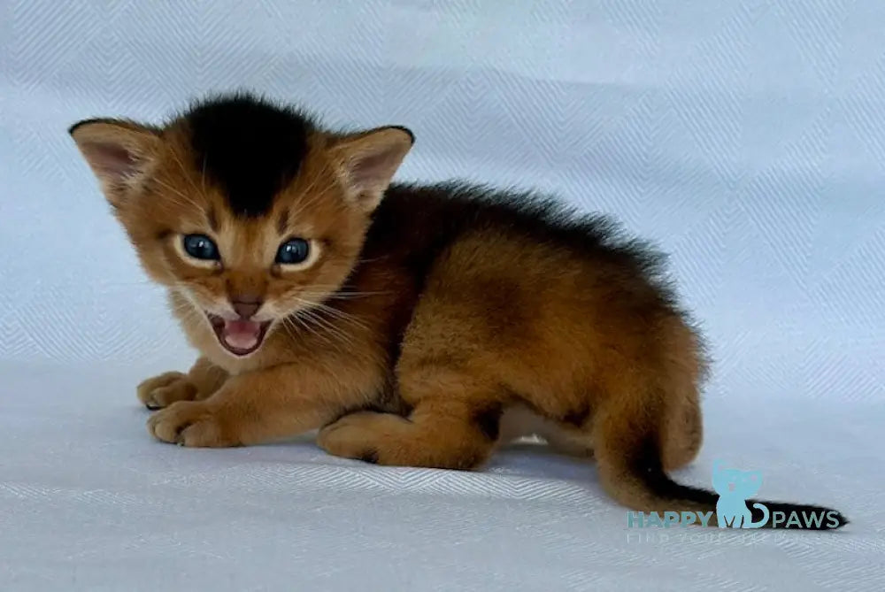 Zevs Abyssinian male ruddy live animals