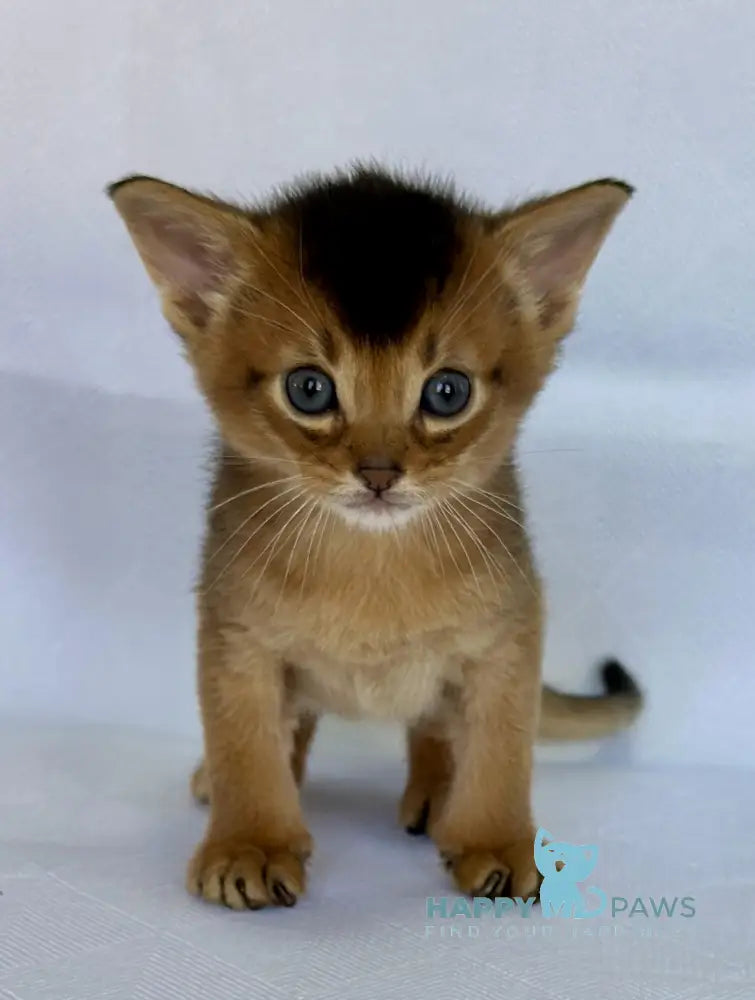 Zevs Abyssinian male ruddy live animals